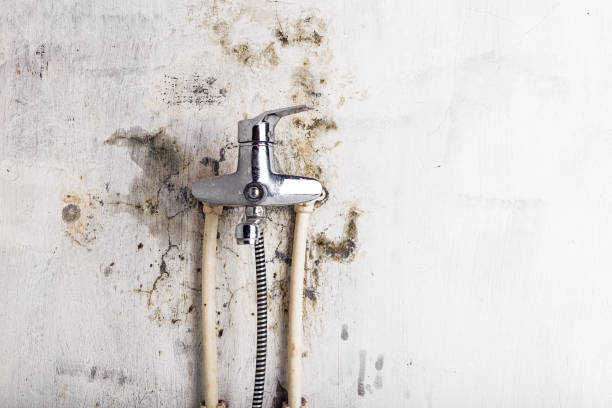 Best Black Mold Removal  in Liberty, SC