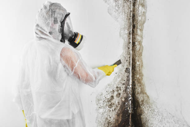 Best Mold Damage Repair  in Liberty, SC
