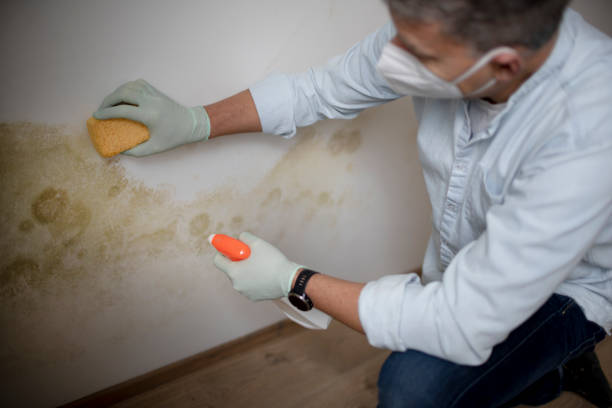Best Emergency Mold Removal  in Liberty, SC