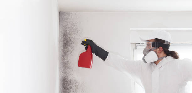Best Attic Mold Removal  in Liberty, SC