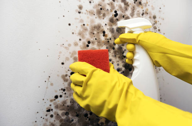 Best Local Mold Removal Service  in Liberty, SC