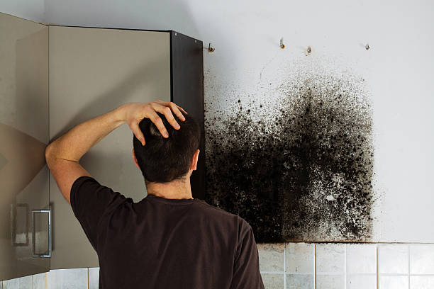 Mold Removal and Inspection in Liberty, SC