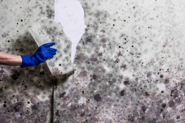 Best Mold Cleaning Services  in Liberty, SC